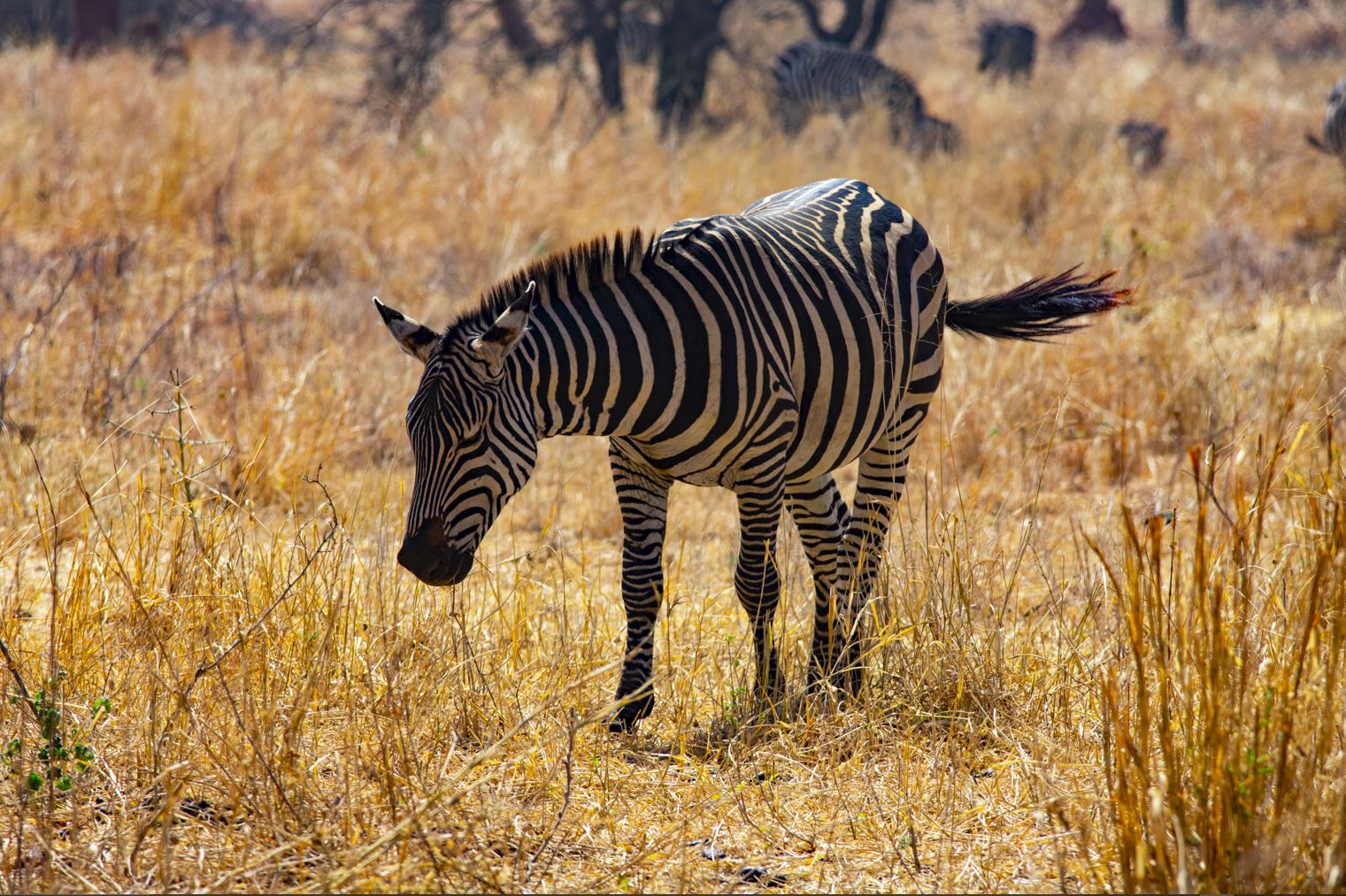 7 Days Northern Circuit Safari