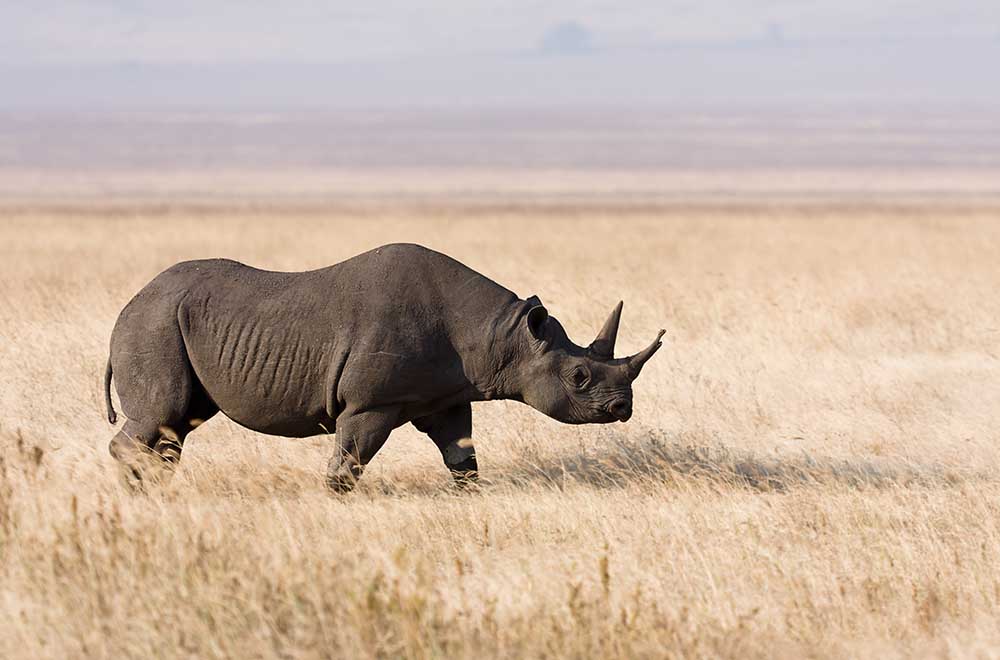 4 Days Safari To Serengeti & Ngorongoro