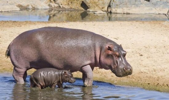 lake-manyara-national-park