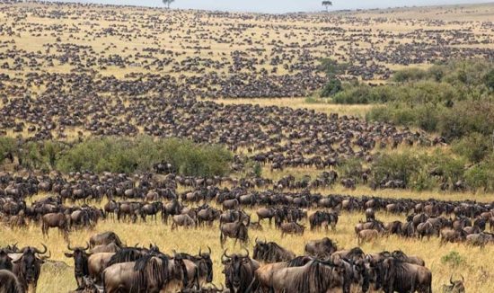 seregngeti-national-part-2